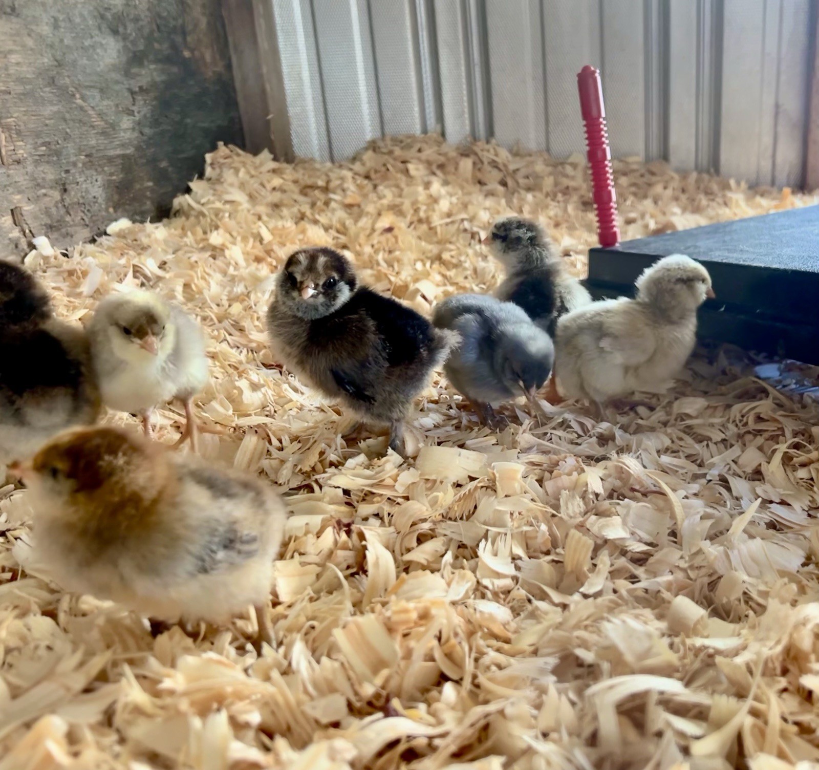 12+ Chicken Hatching Eggs Ameraucana, Easter/Olive Egger, Faverolles, Marans