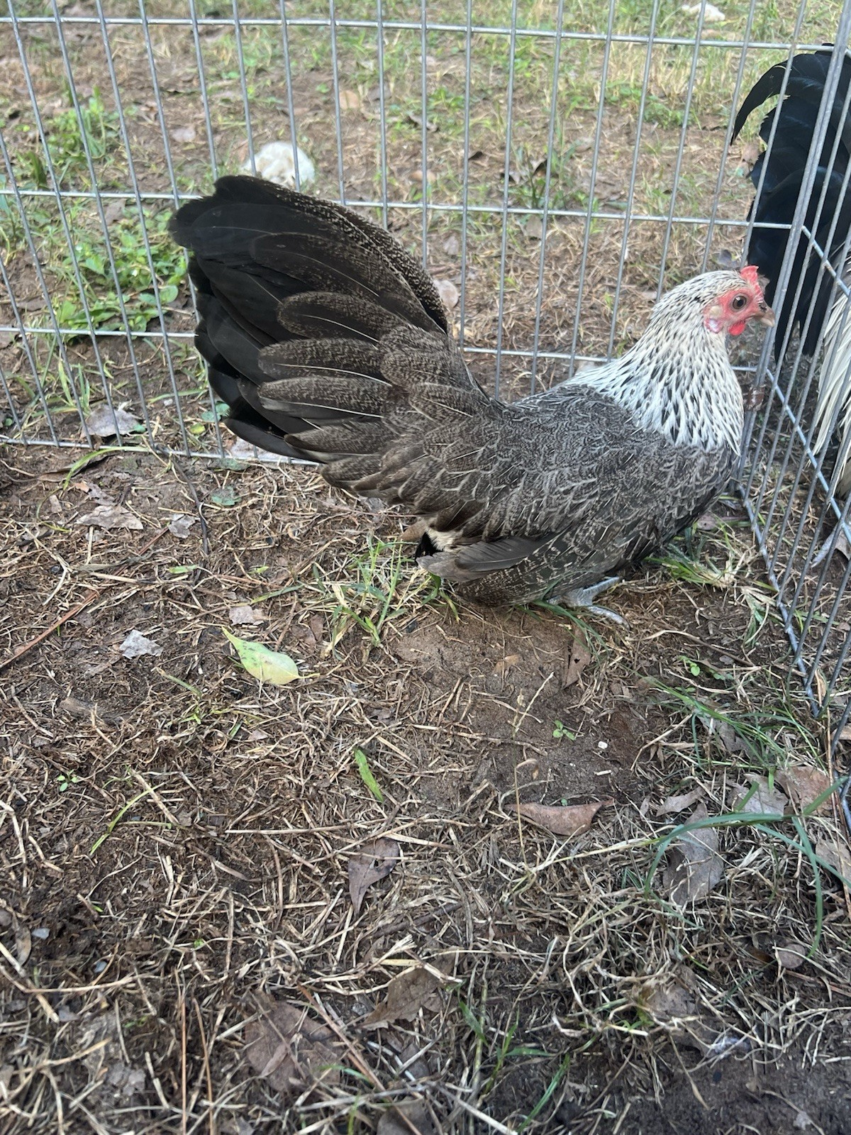 6+ Eggs for Hatching Mini Phoenix Fertile Eggs