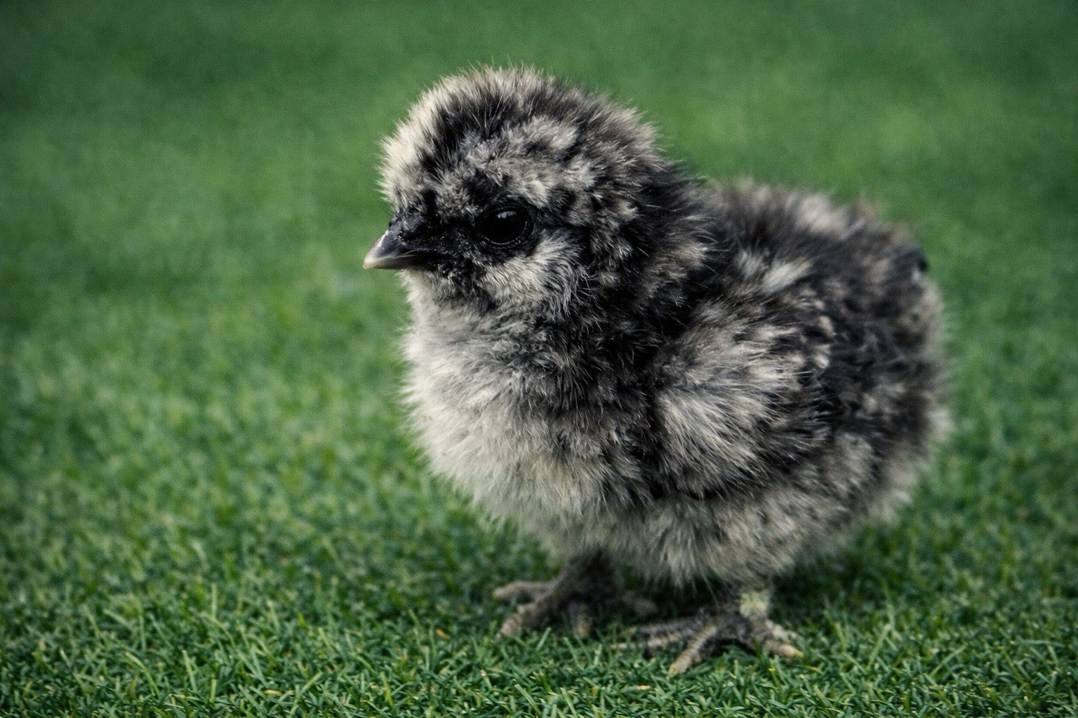 6+ Silkie Hatching Eggs - Fertile- NPIP