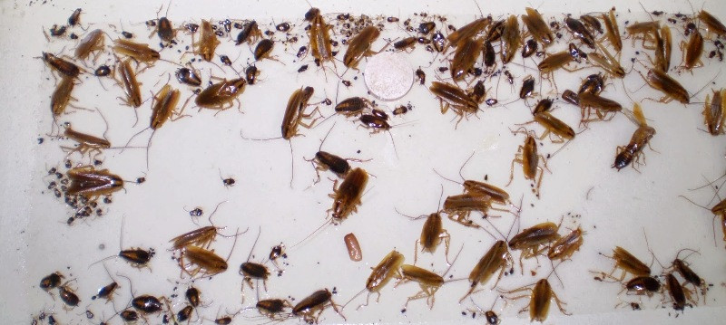 12 Cockroaches Spider BedBug Scorpion Silverfish Insect Traps Cockroaches Traps