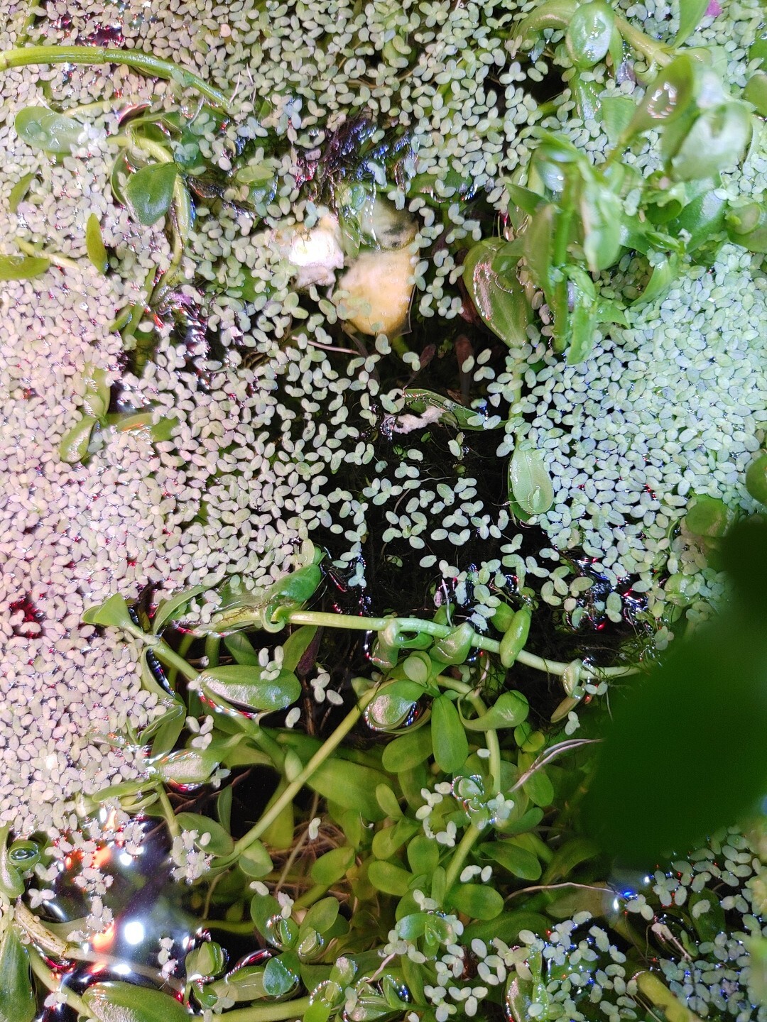 Ounce Live Duckweed for ponds/aquarium. Great food for Fish, Filter & Purifier