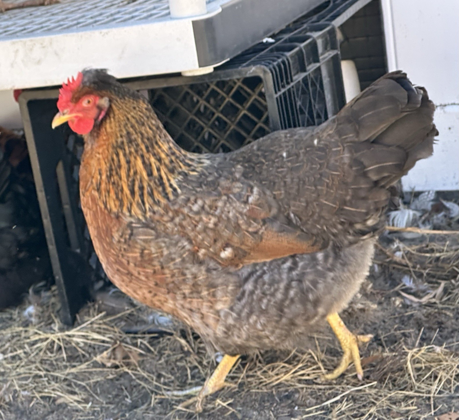 16+ Breeds Chicken Fertile Hatching Eggs, (12) 🐣 fertilized hatching eggs ❤️
