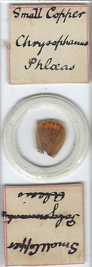 Small Copper Butterfly (Chrysophanus phlaeas) Wing Microscope Slide