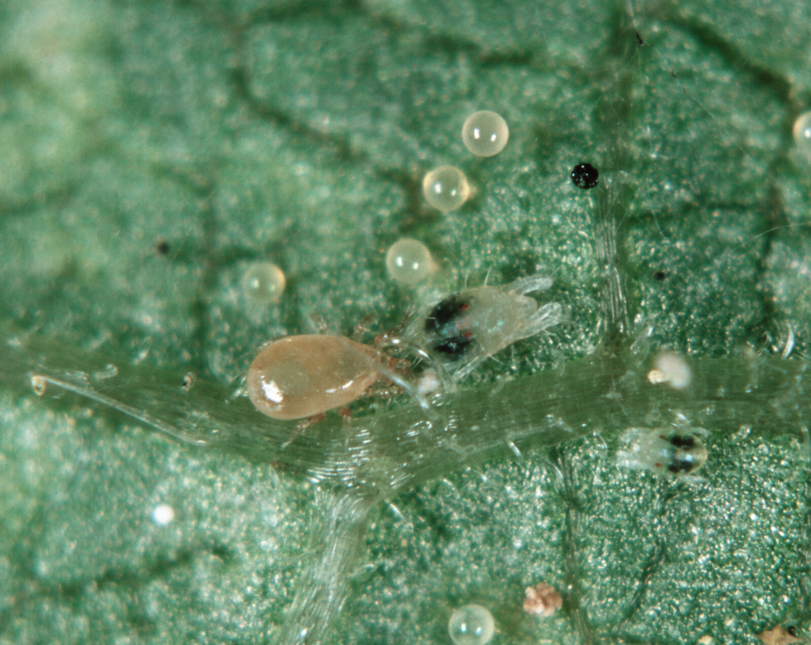 Slow Release Sachets - Neoseiulus californicus - Predatory Spider Mite Control