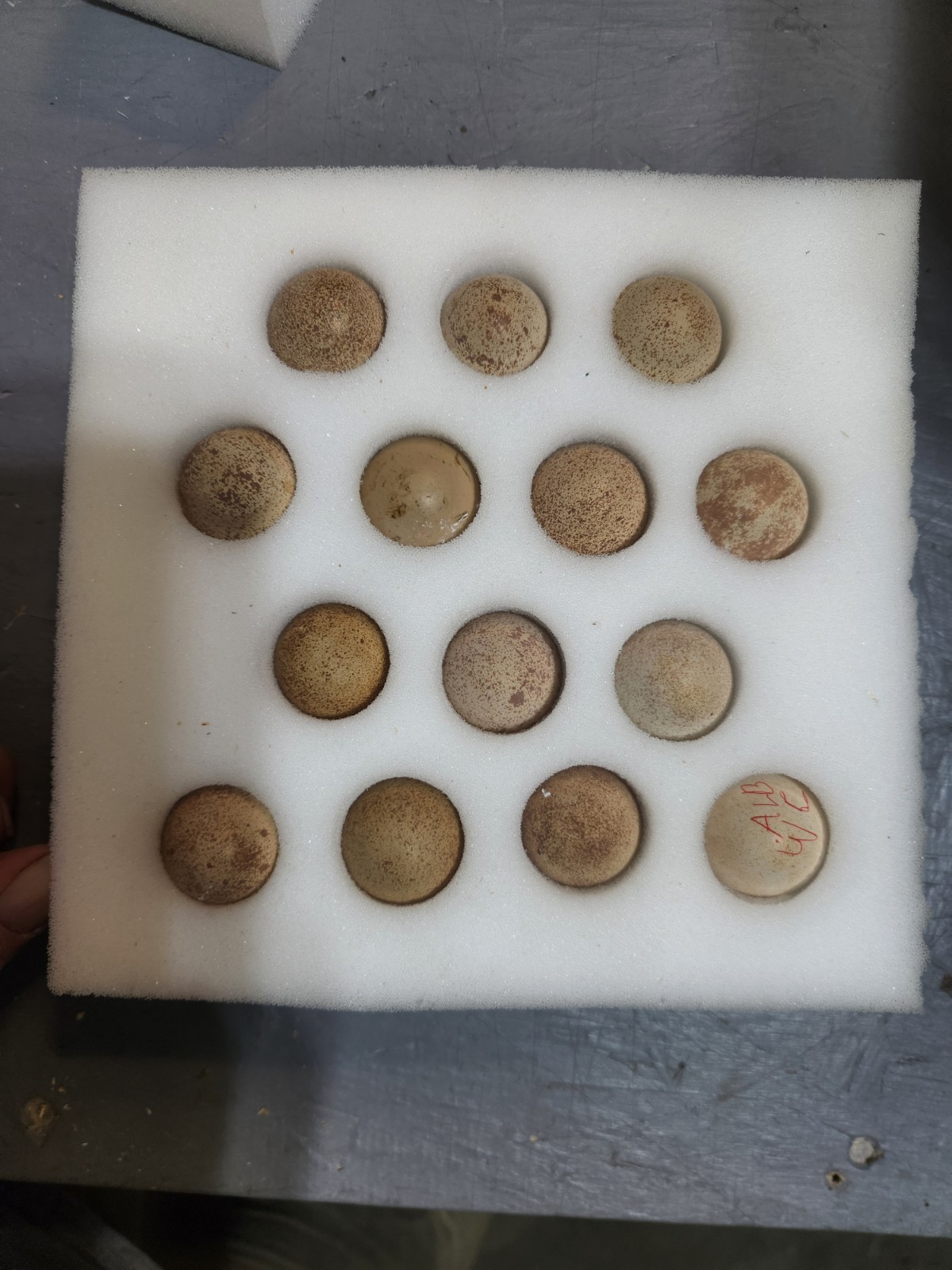 30 Plus 2 Red Legged Partridge Hatching Eggs