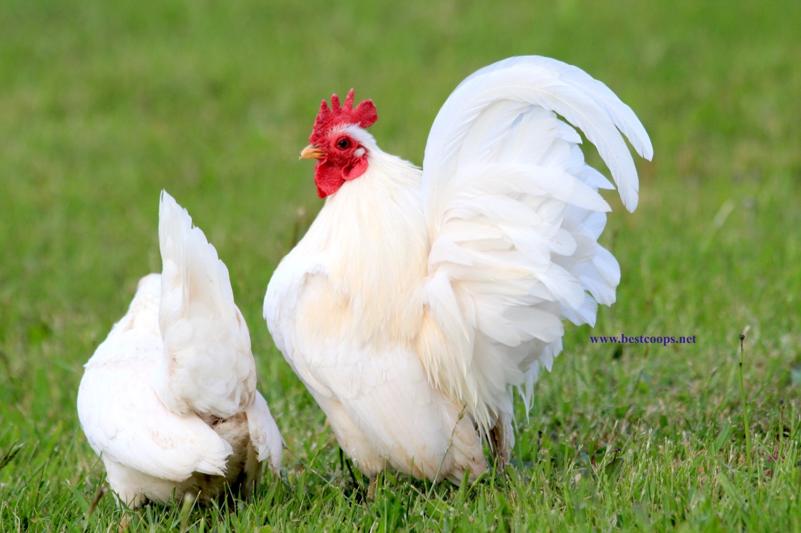 10+ White Serama Fertile Chicken Hatching Eggs
