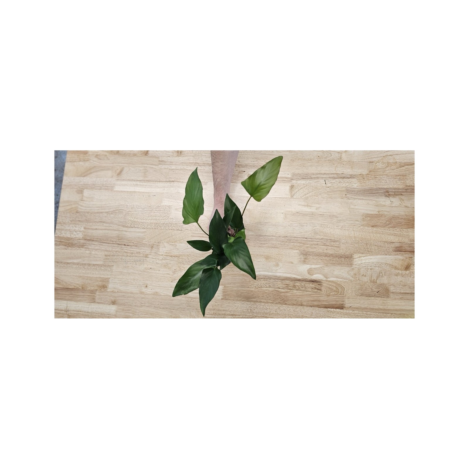 Anubias Starter Bundle (3-Pack) – Medium to Large Live Aquarium Plants