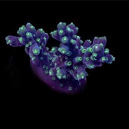 Aquacultured Marshall Island Neon Green Polyp Acro Coral (Acropora sp.) - ORA