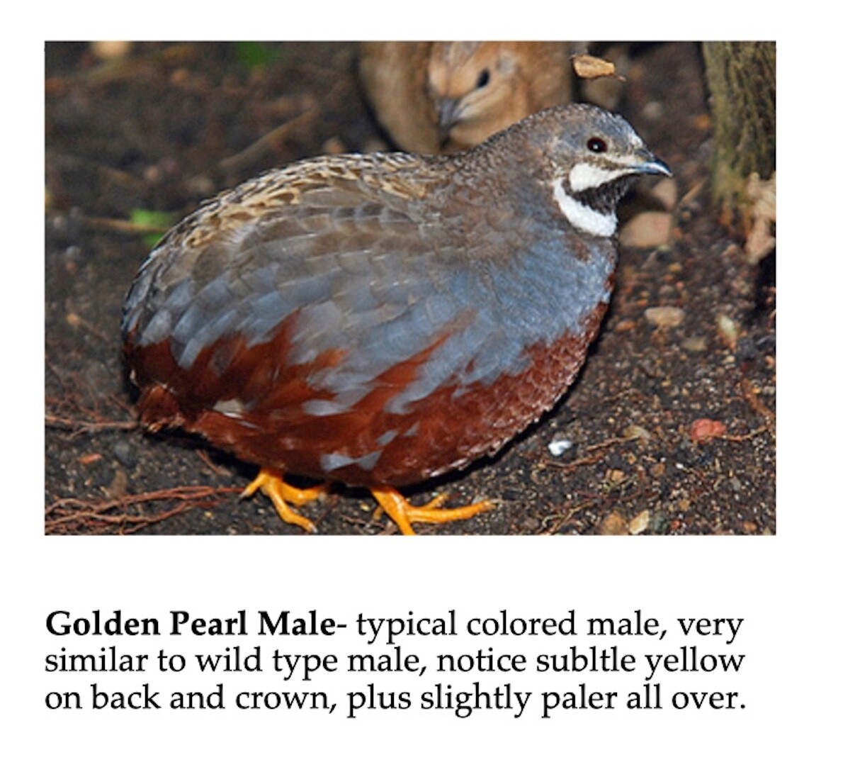 30 BUTTON QUAIL EGGS choose from 12+ colors ships USPS PRIORITY PLEASE READ ALL