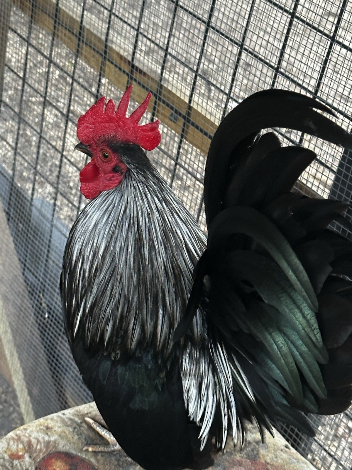 18 Show Quality Malaysian Serama Hatching Eggs