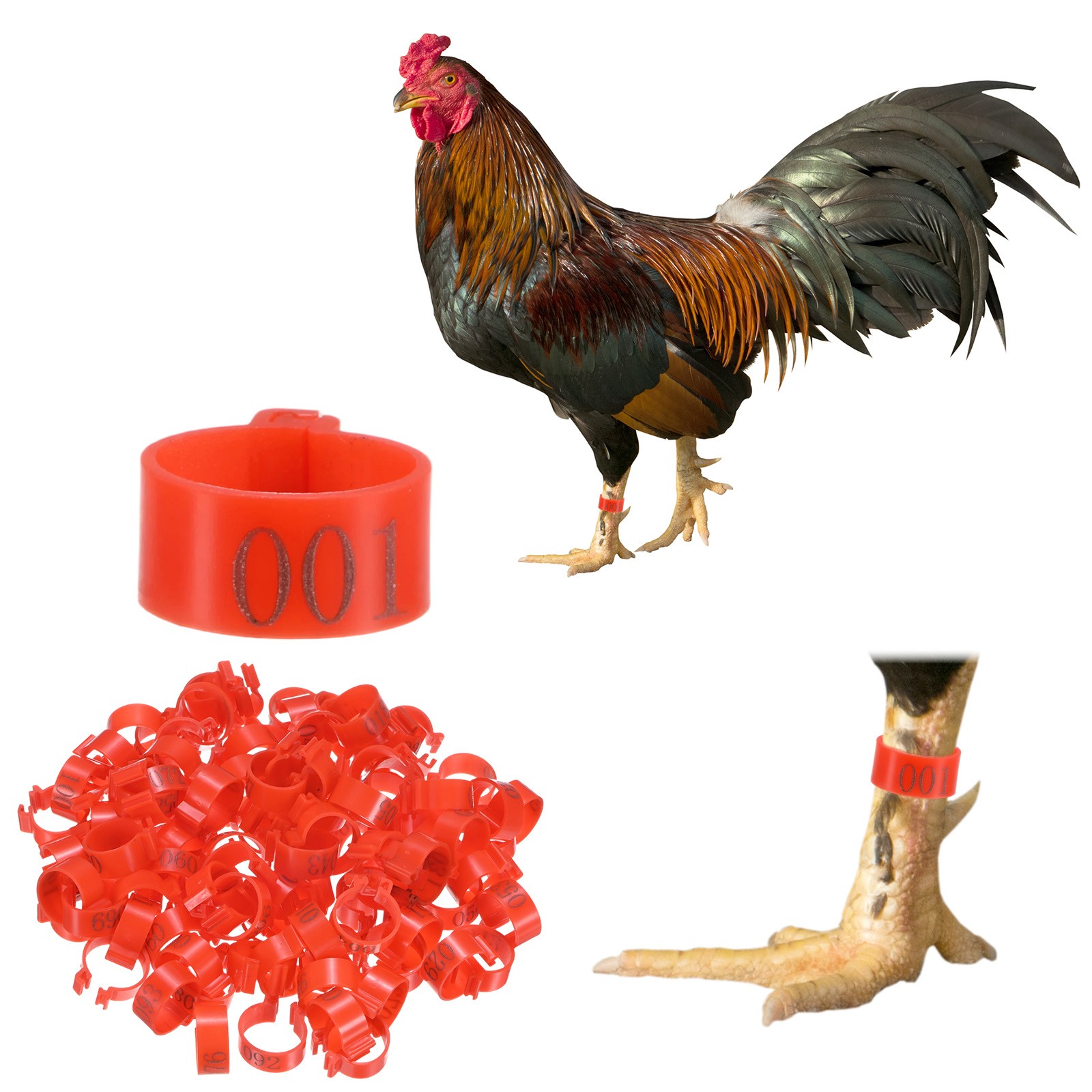 100-Pack Chickens Leg Bands, 16 mm Plastic Chicken Leg Rings [Red]