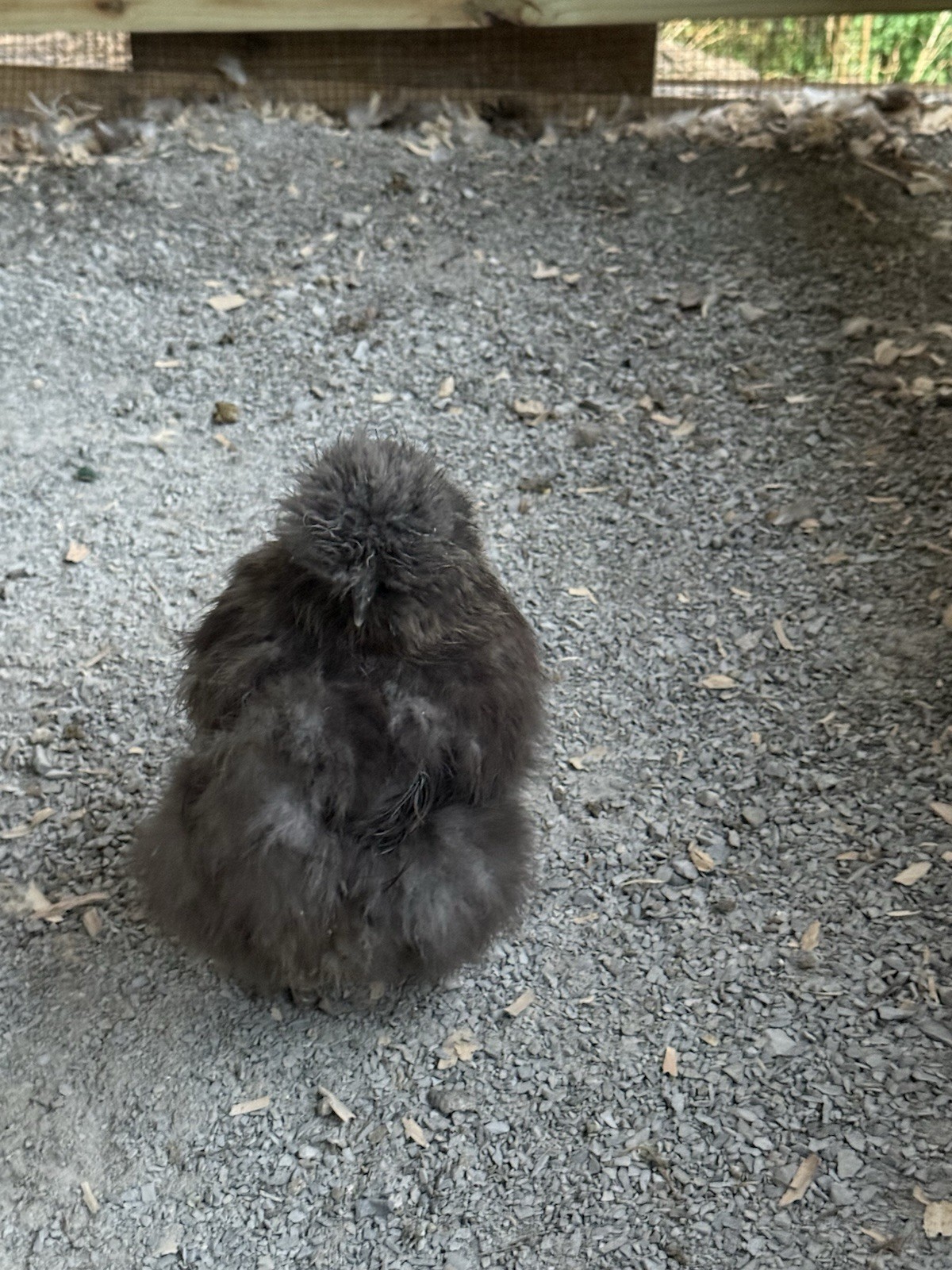 6 Silkie Hatching Eggs – Bearded, Fluffy, Show Quality Mix – Assorted Color