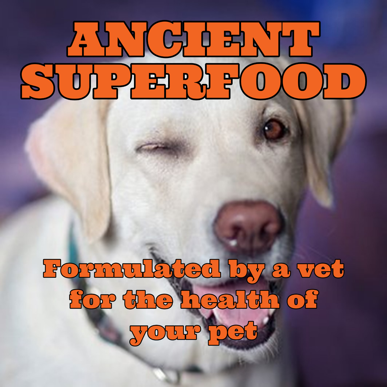 Turmeric Golden Paste - Pets
