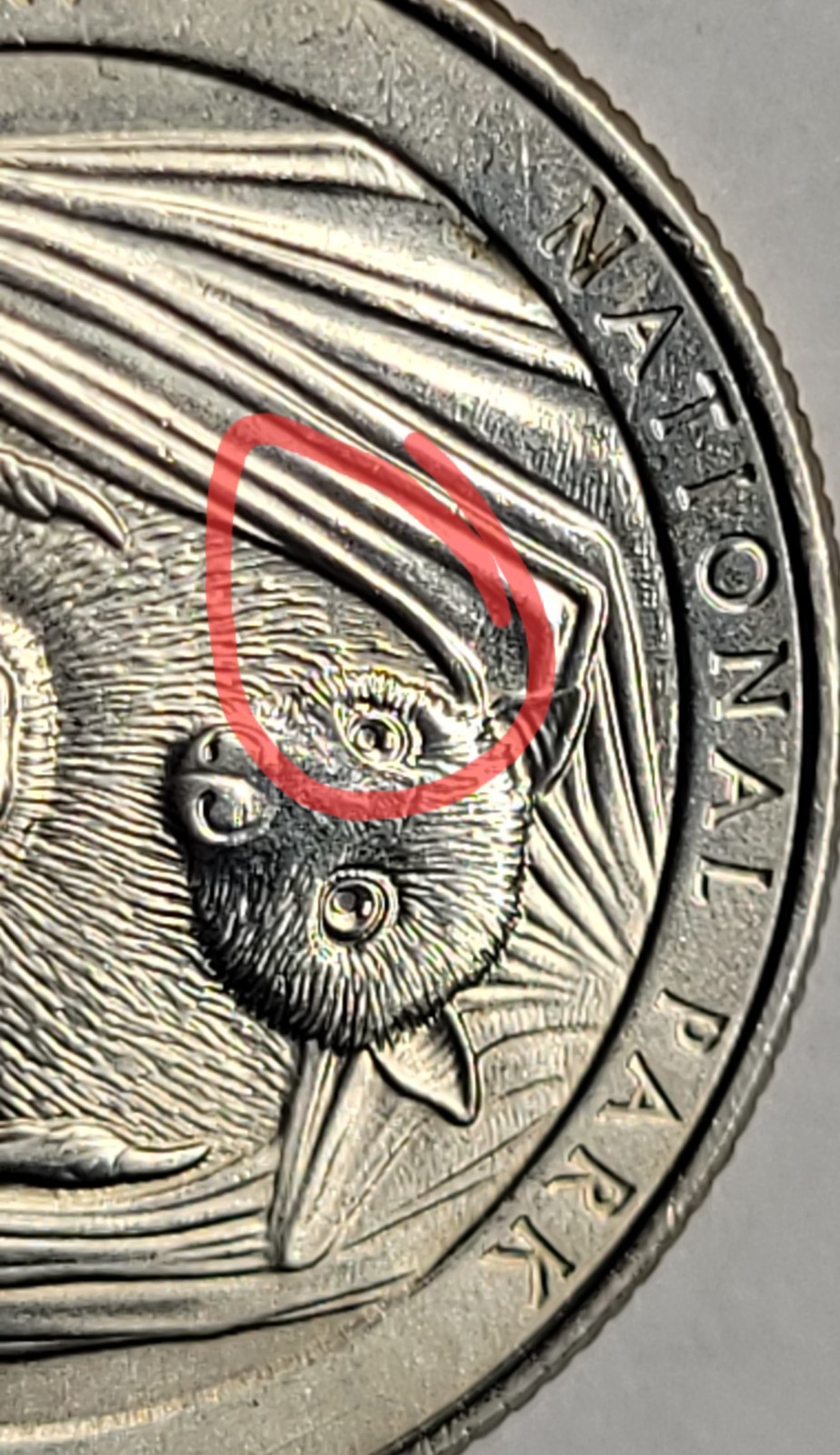 2020P WASHINGTON QT ERROR ( GREASE -MISSING FUR )31A