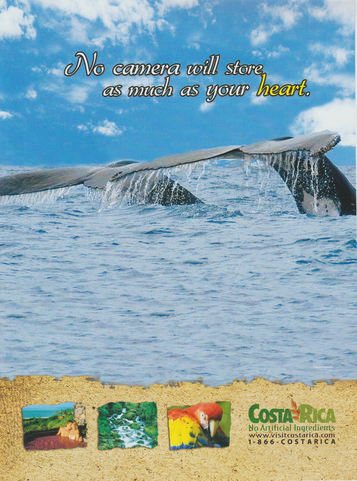 2009 Costa Rica - Whale Watching "No Camera" - Travel Promo - Print Ad Photo