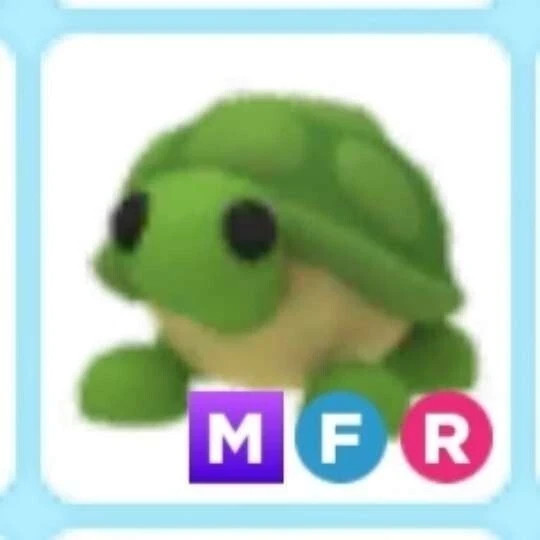FR Turtle | NFR | MFR | Adopt Now