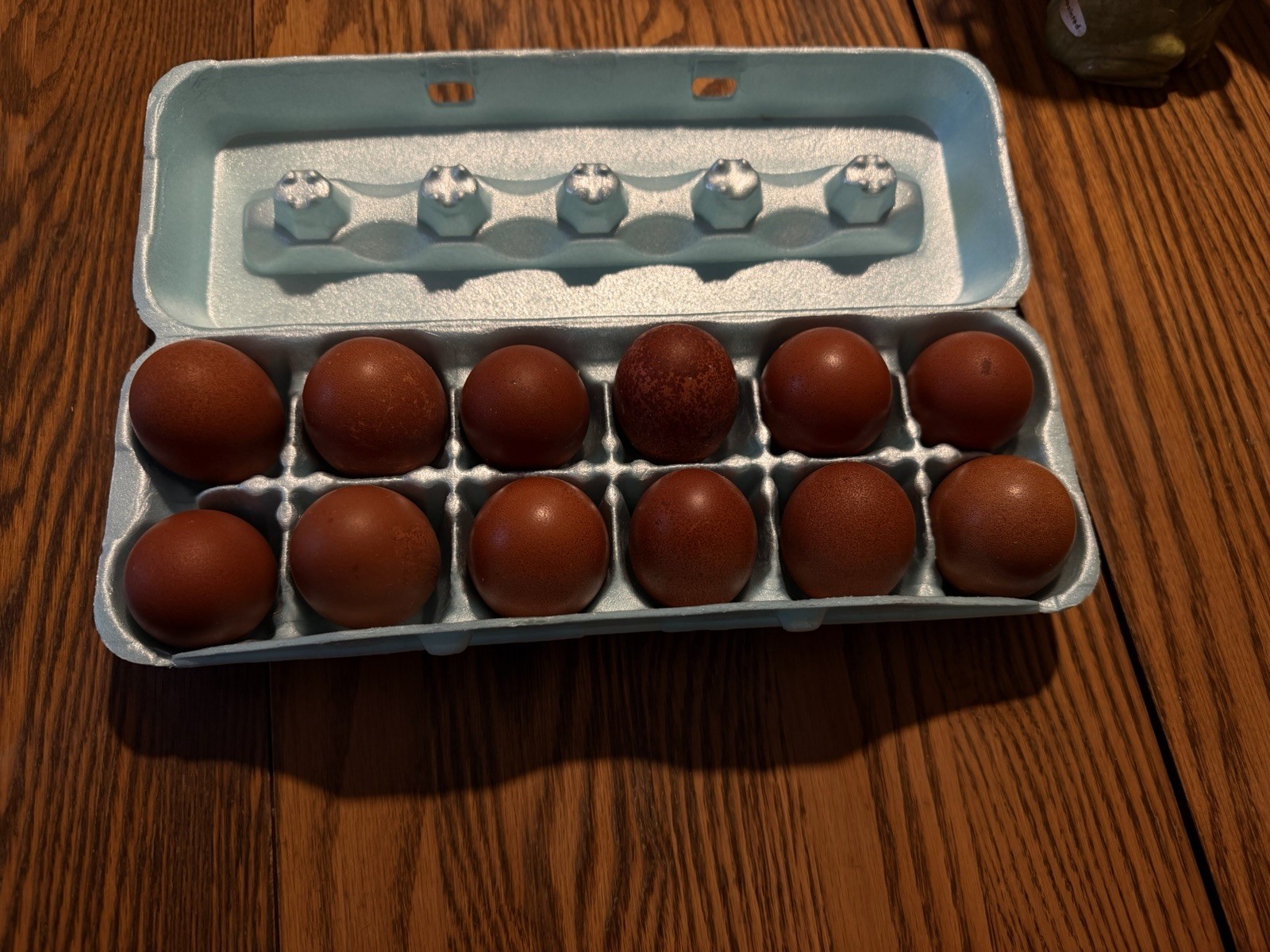 16 + Hatching Eggs Sampler - Easter Egger, Marans, Wyandotte, Ameraucana
