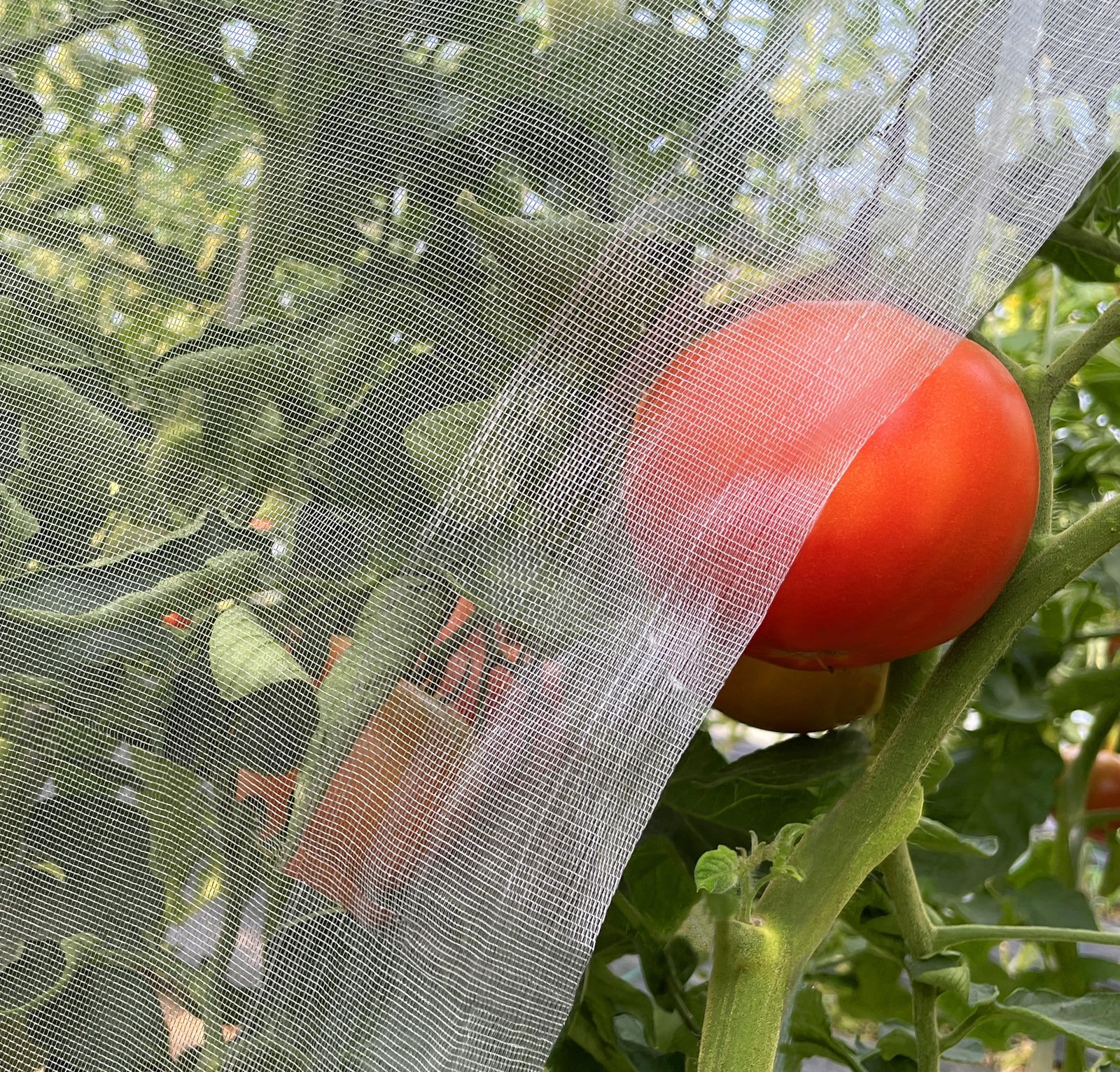 Garden Netting, 10'x20' Ultra Fine Insect Netting for Plants 10'x20', White