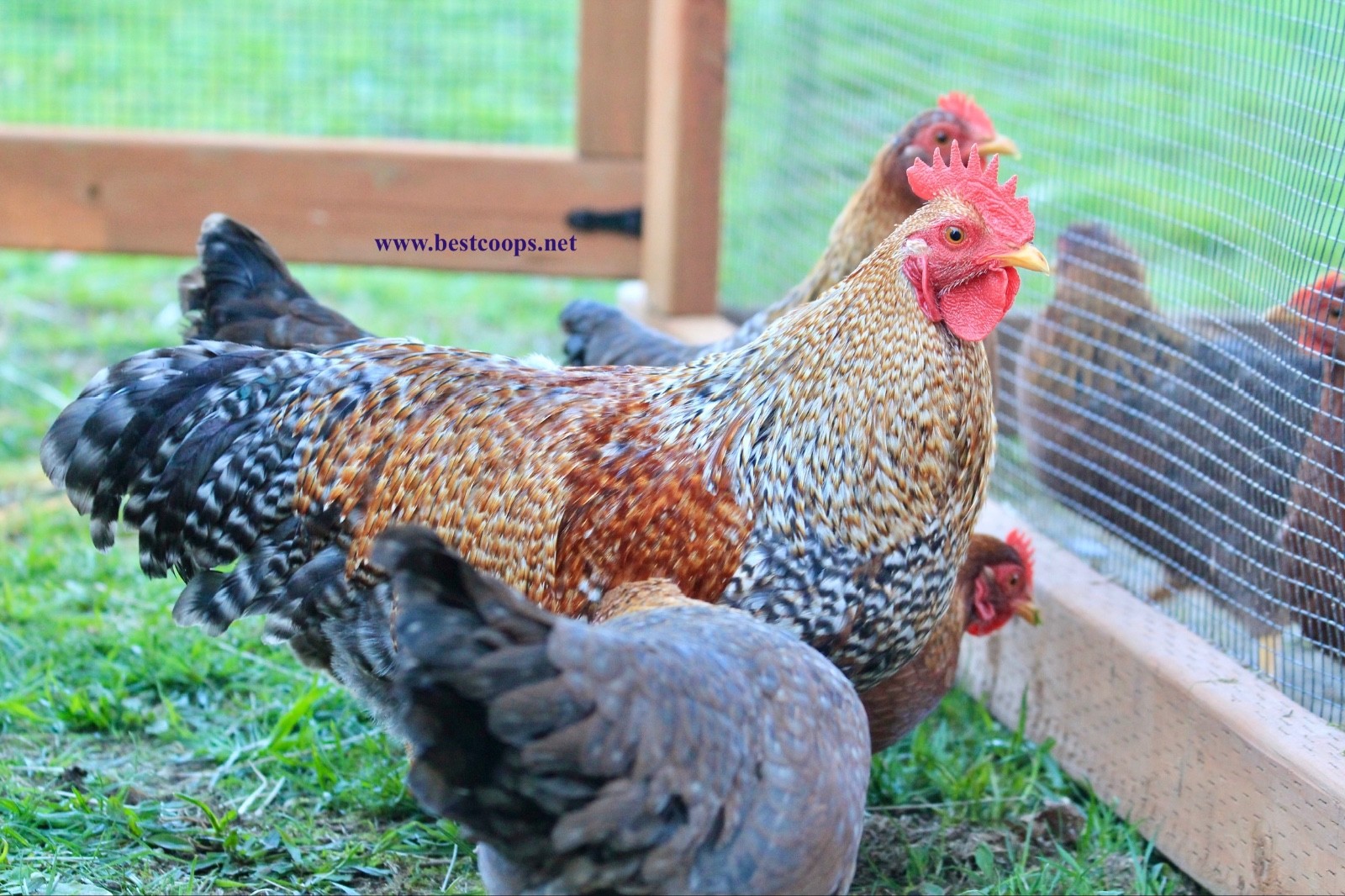 12+ Fertile Bantam Bielefelder Chicken Hatching Eggs