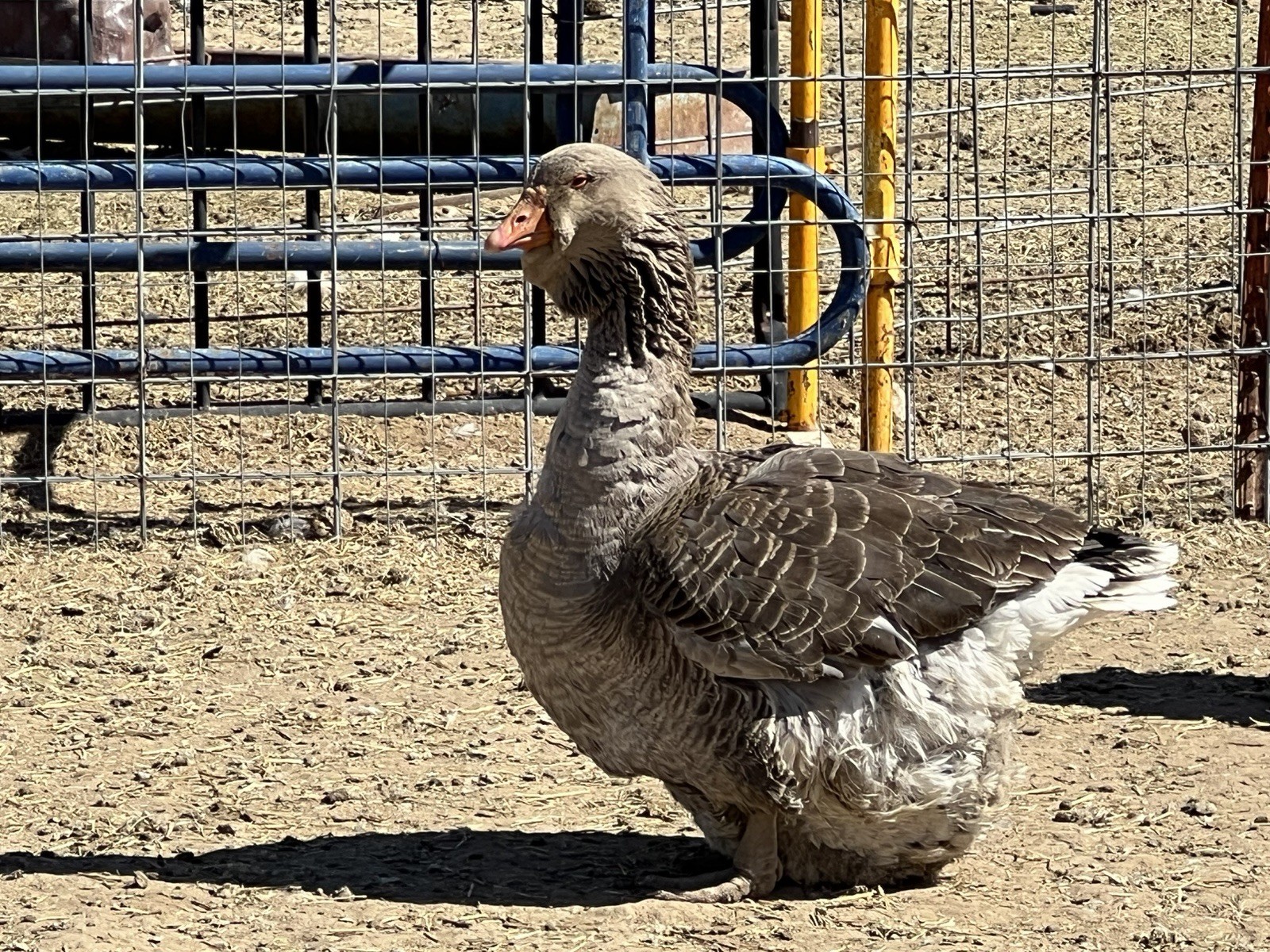 Jumbo Dewlap Toulouse Hatching Eggs