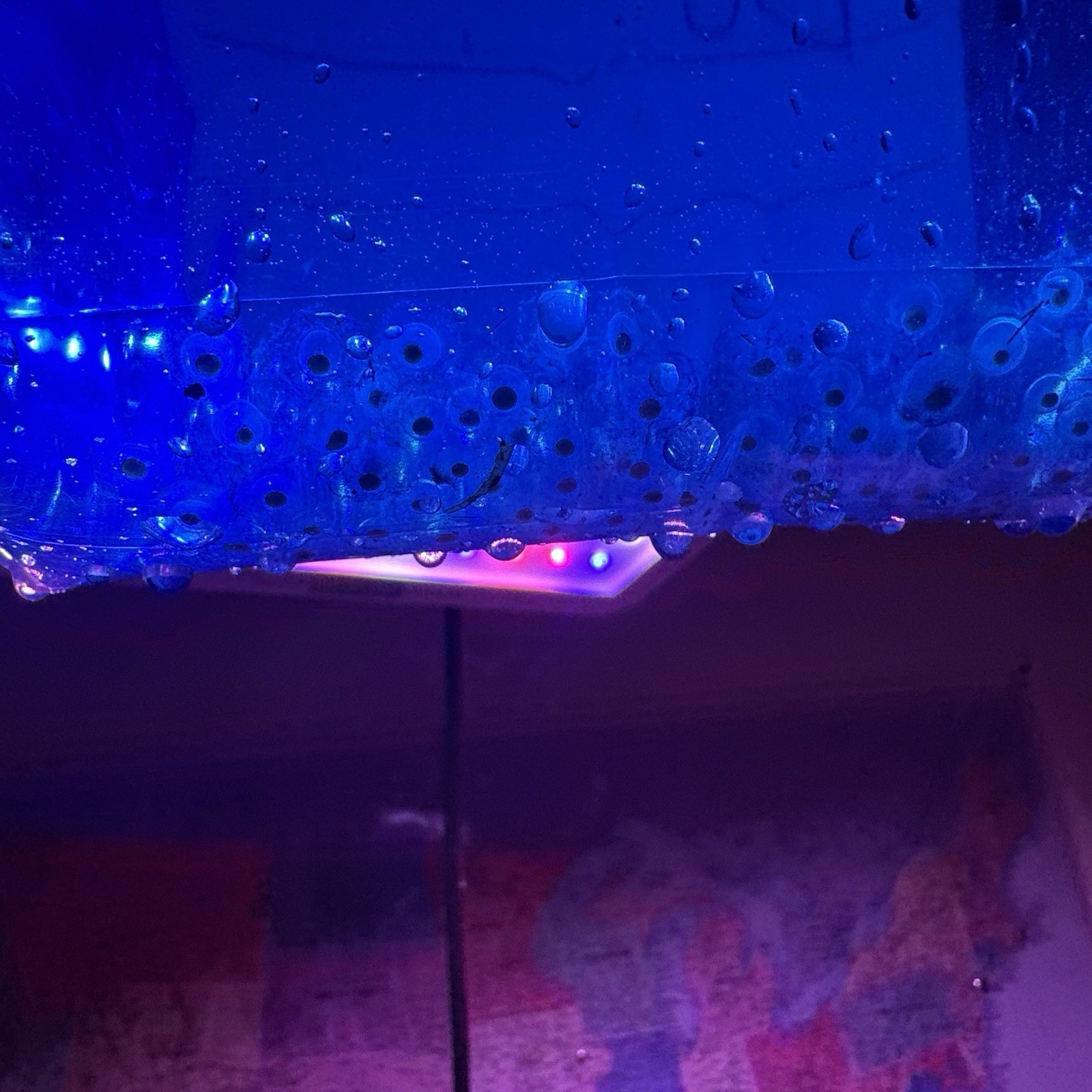 “Pre orders “Axolotl Fertile Hatching Eggs 🥚60count (GFP)
