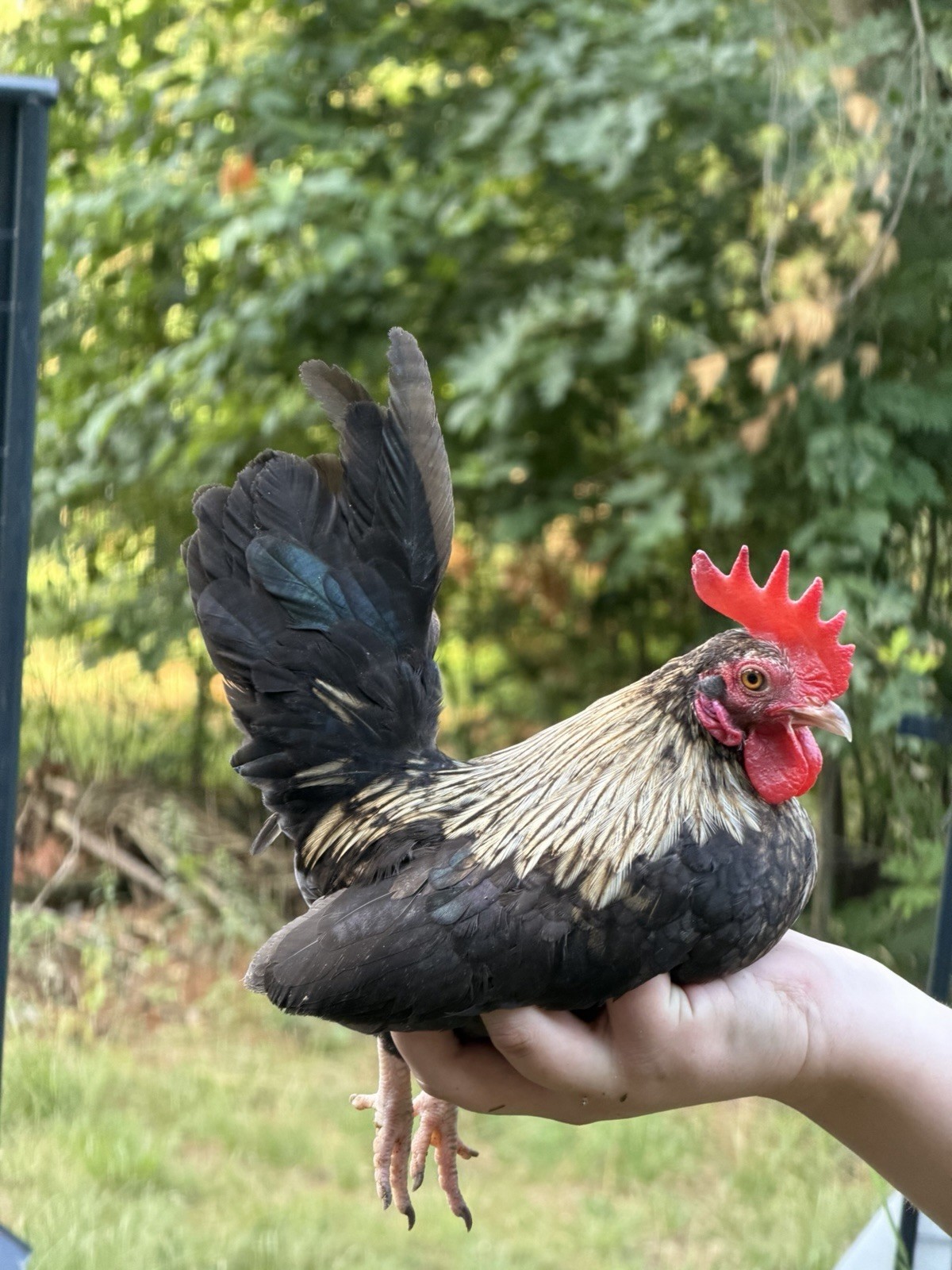 6 Kikiriki Hatching Eggs 🐣 Tiny Chickens From Puerto Rico