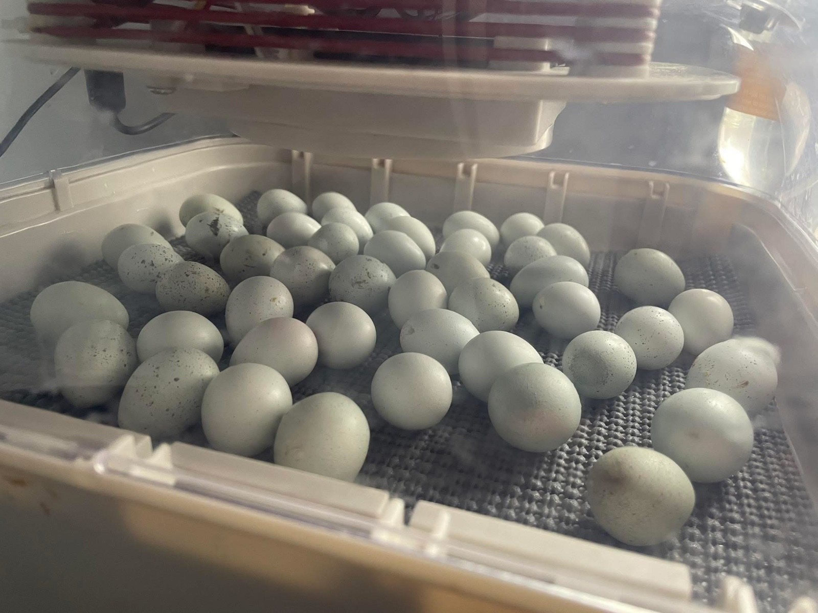 30 Rare JUMBO Celadon hatching eggs NPIP tested