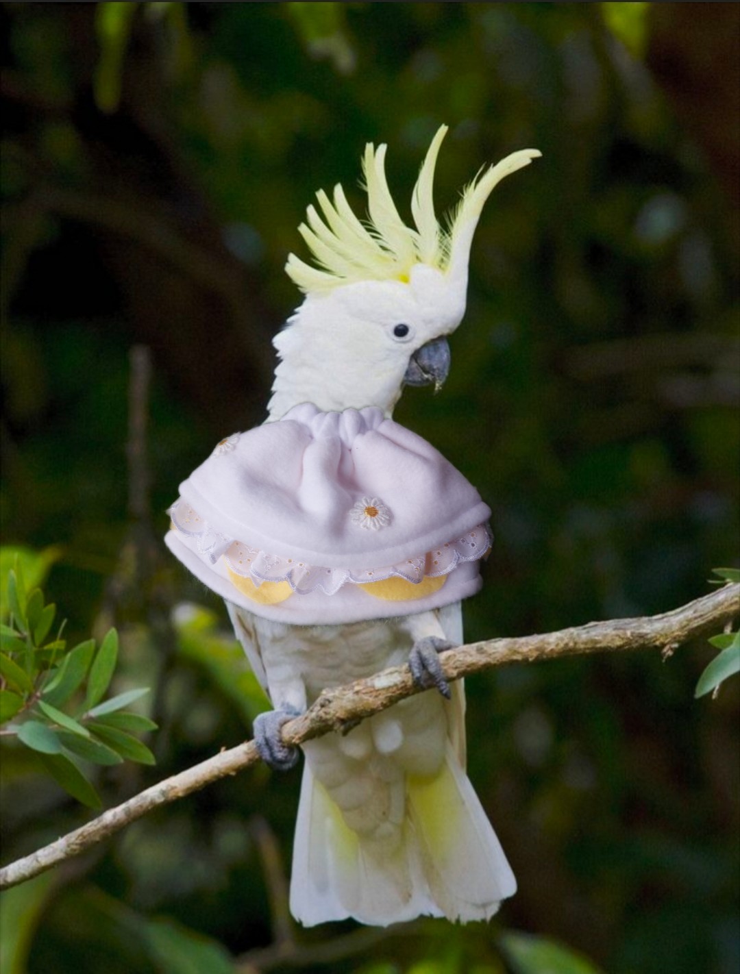 Sulphur - Crested Daisy Collar