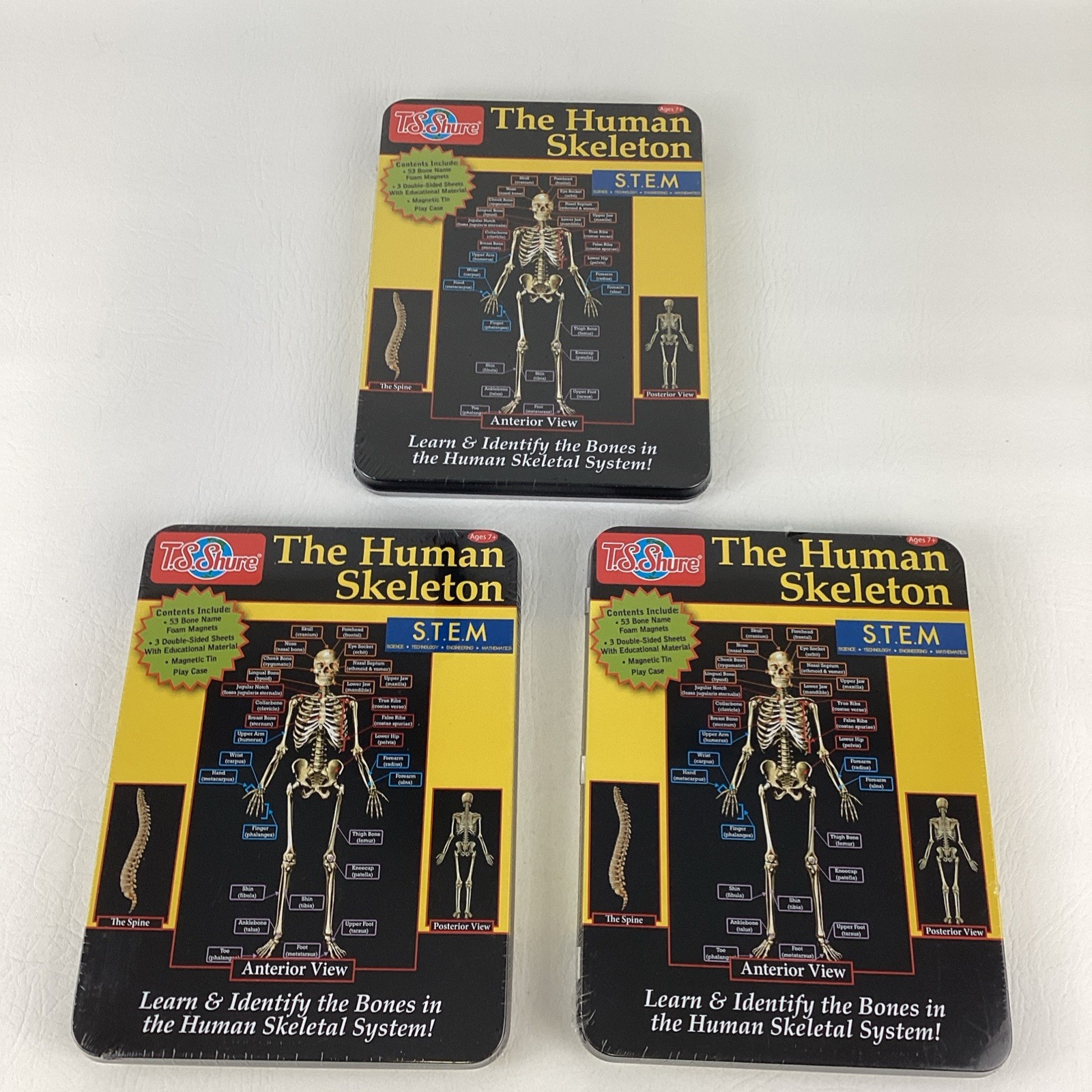 The Human Skeleton STEM Magnetic Science Tin Bones Skeletal System Stufy Guide