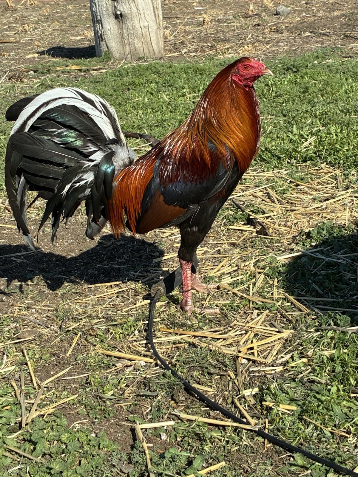 12+ Chicken Hatching Eggs