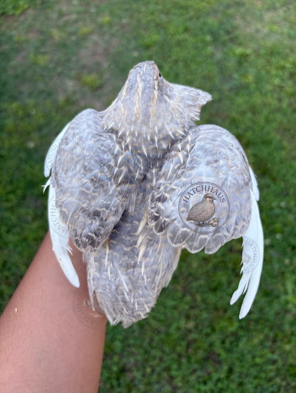 20+ RARE COLORS Coturnix quail hatching eggs - all rainbow colors FAST SHIPPING