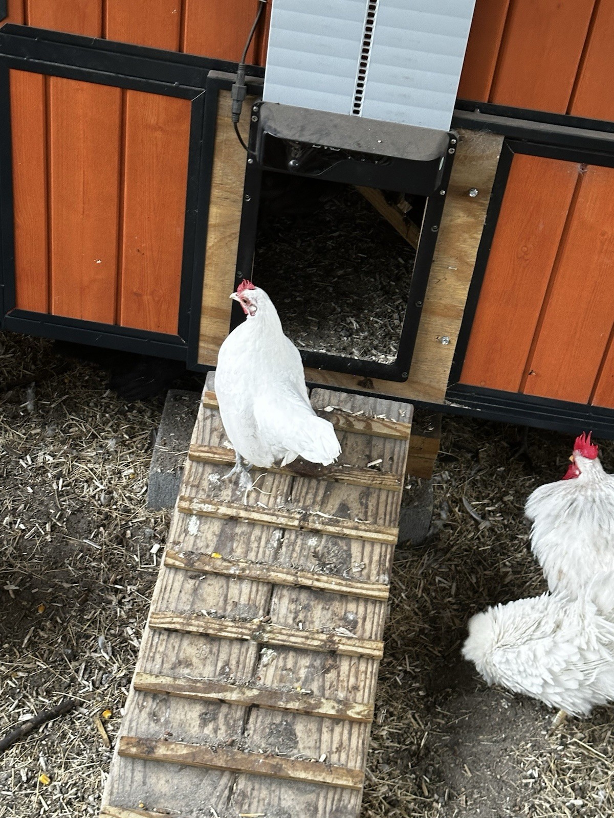 18 Show Quality Malaysian Serama Hatching Eggs