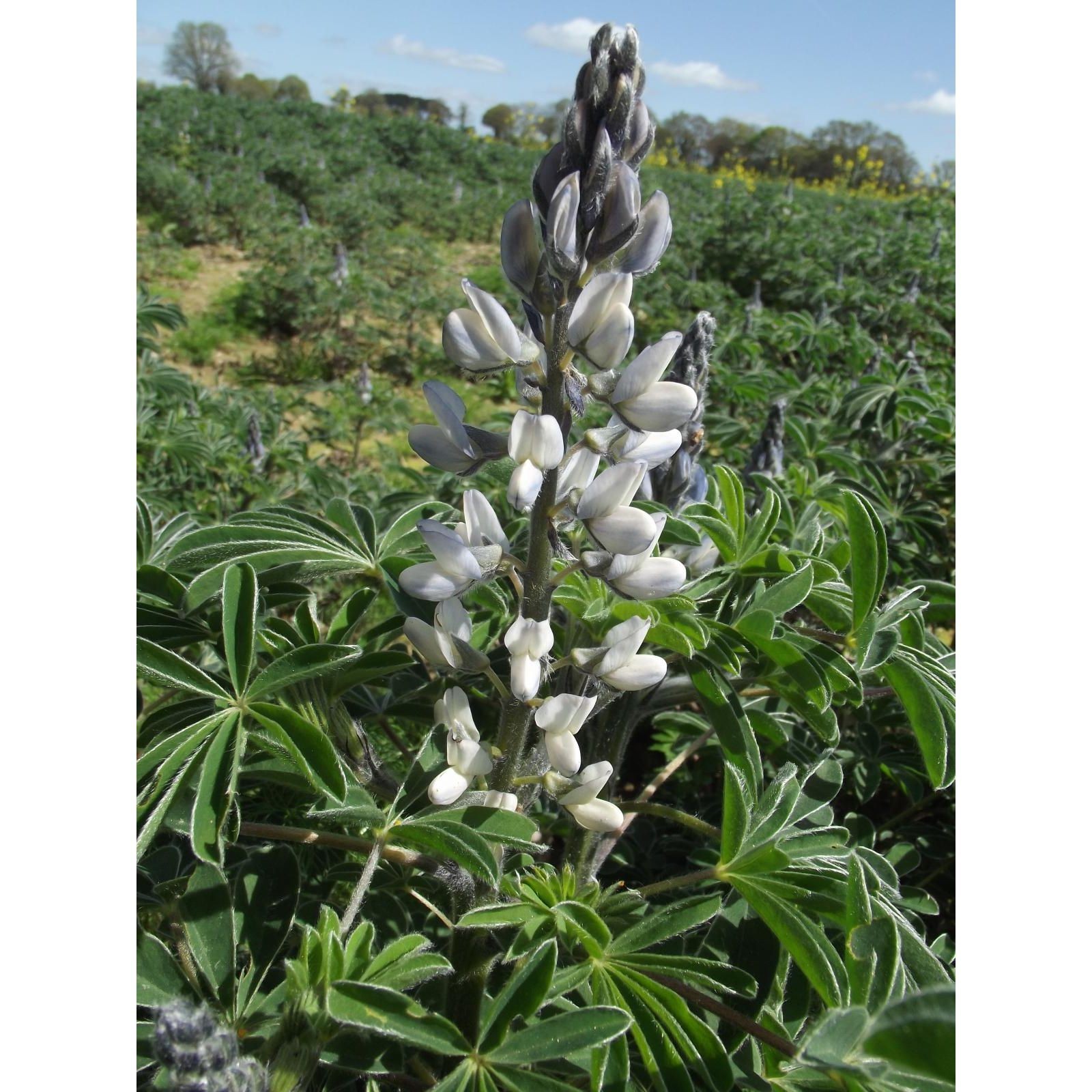 SeedRanch Sweet White Lupine Seed - 1 Lb.