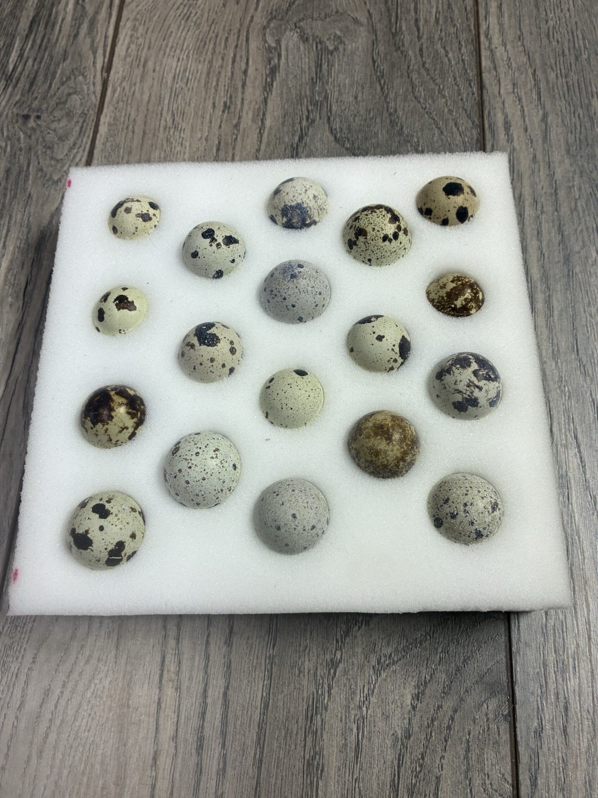 30+ Jumbo White / Texas A&M Coturnix Hatching Eggs
