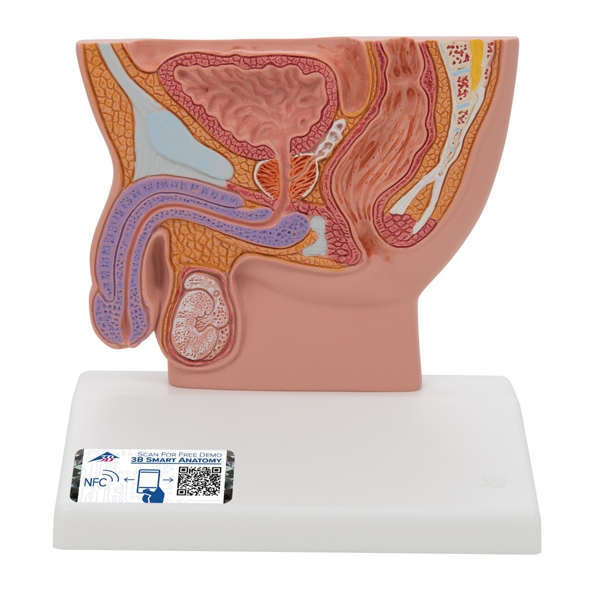 3B Scientific H12 Male Pelvis Model in Median Section, 1/2 Life-Size Anatomical