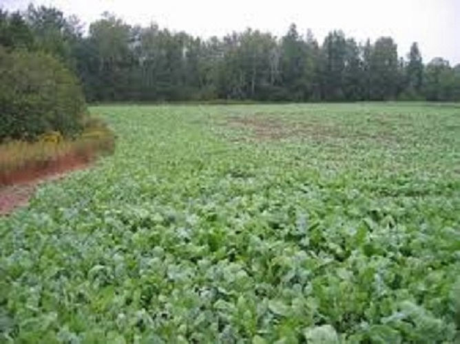 5 Lbs Deer Hunter's FALL DEER FOOD PLOT SEED MIX Wheat Oats Rye Peas + Brassicas