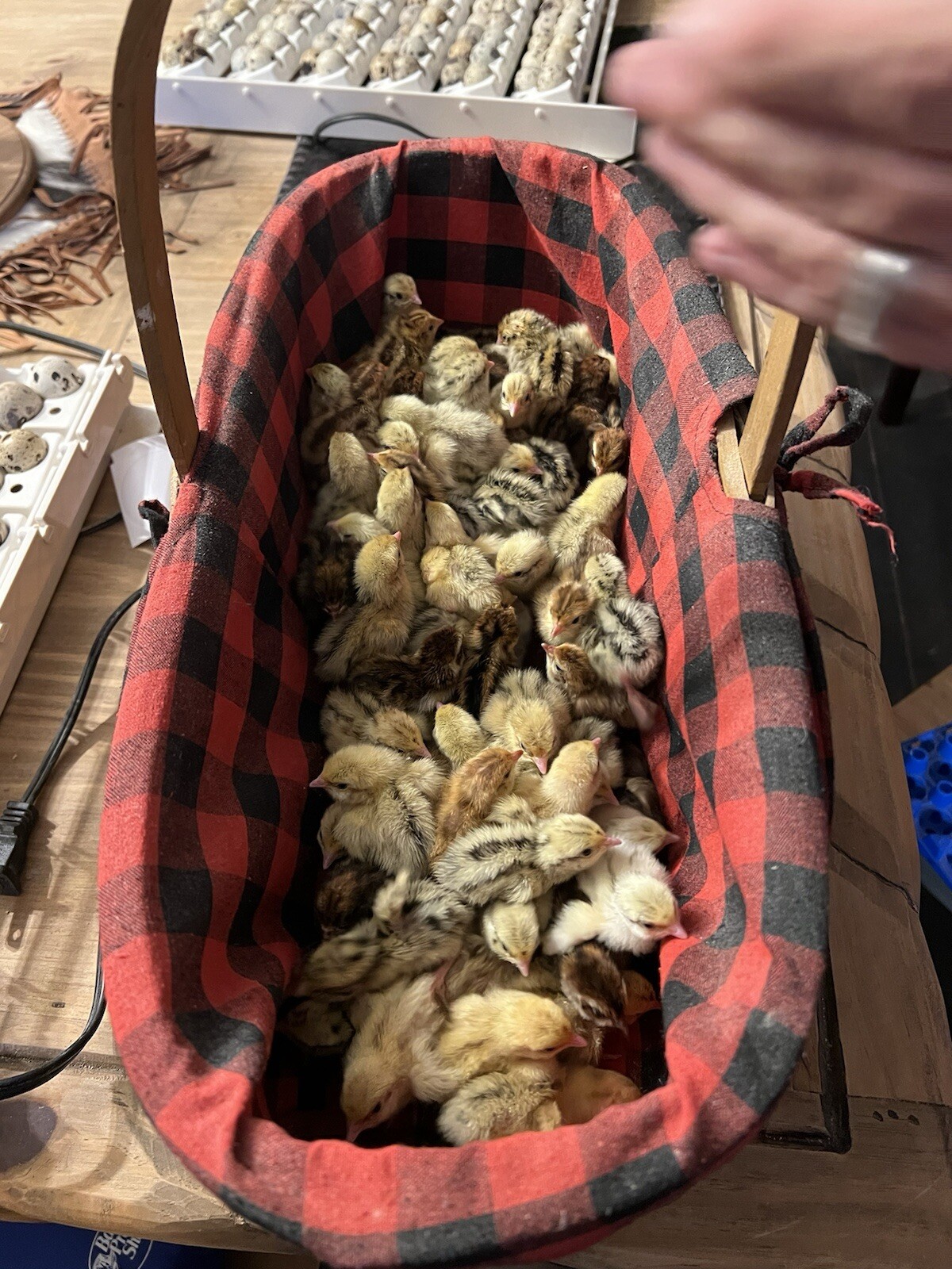 12+ count Ginger Quail Coturnix hatching eggs