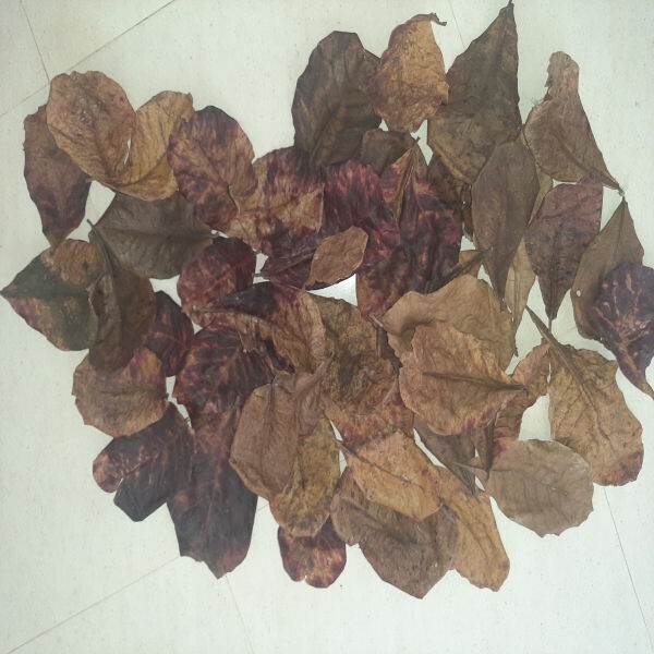 Indian Dried Almond /Catappa Leaves For Betta, Shrimps,& Tetra Aquarium Tank