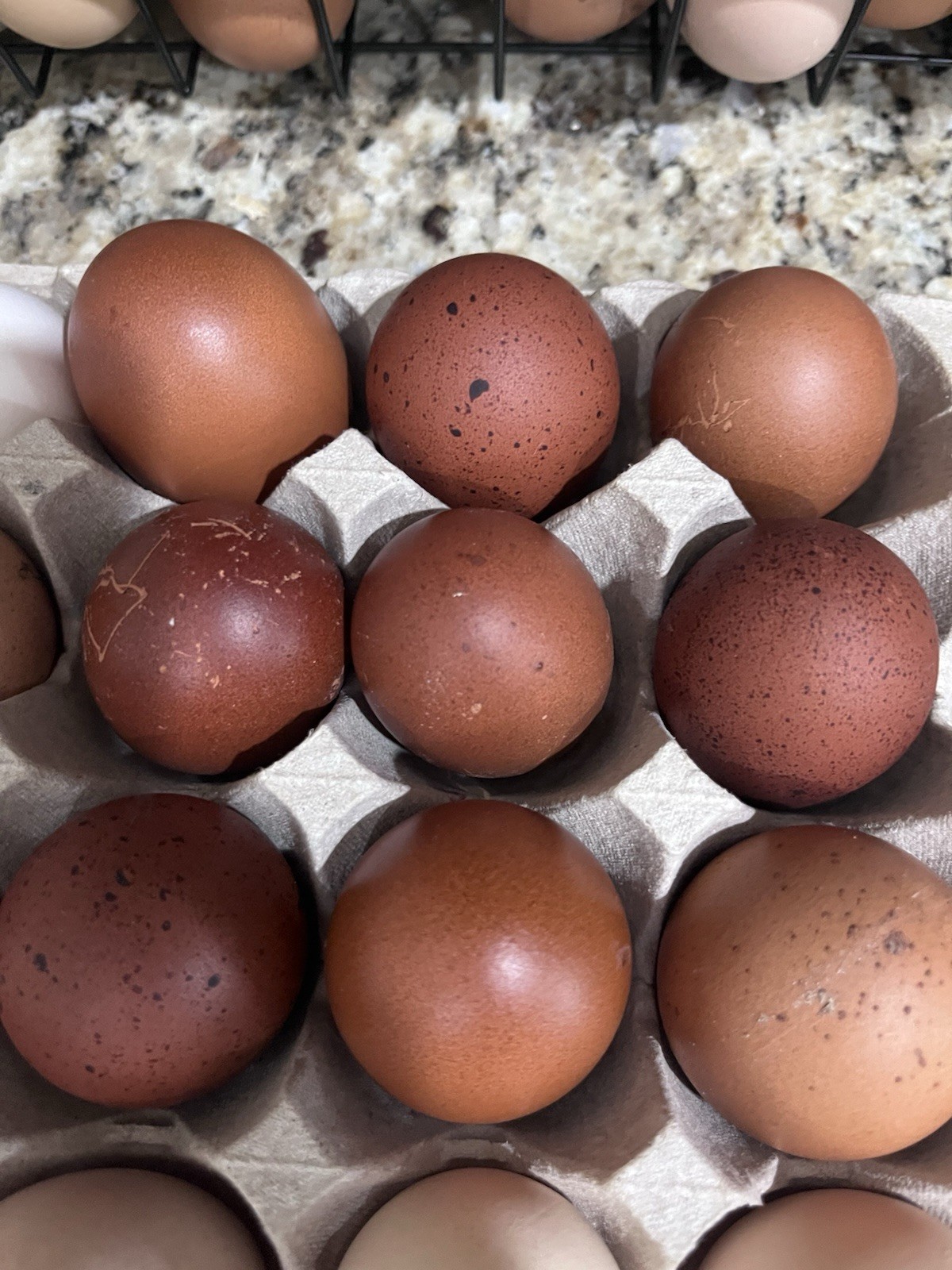 Copper maran hatching eggs