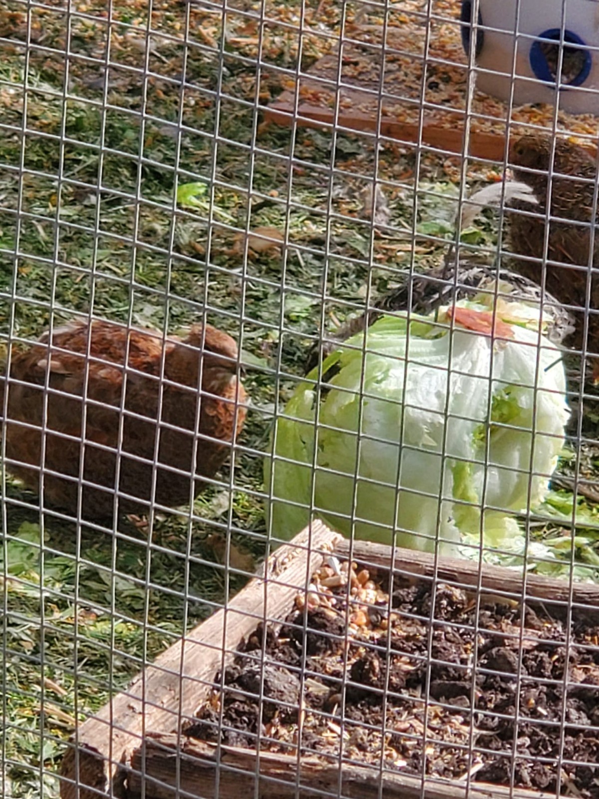 4 Fresh Celadon Quail Fertile Hatching Eggs Shipped Securely