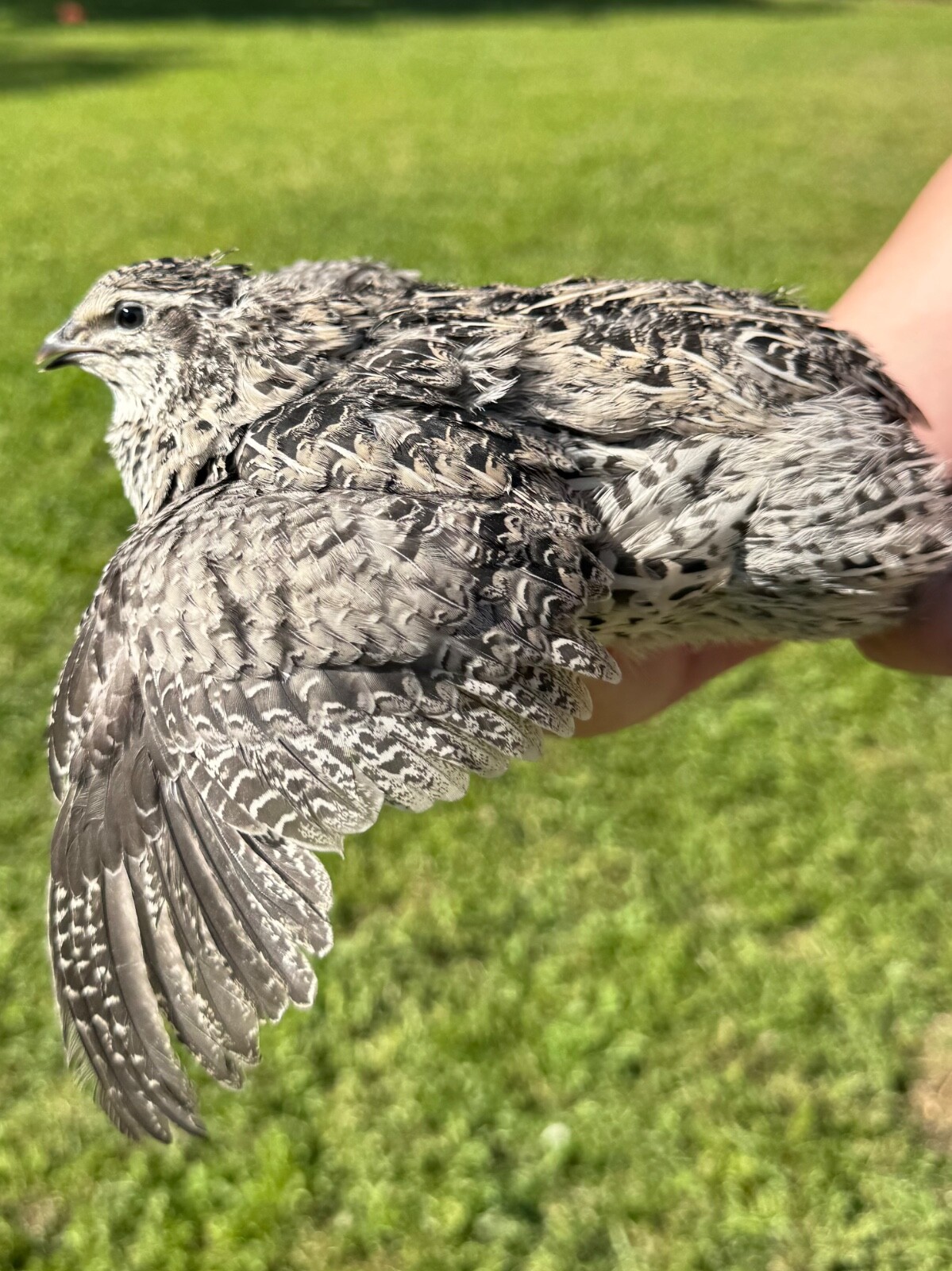 100+ RARE COLORS Coturnix Quail Hatching Eggs NPIP AI Free