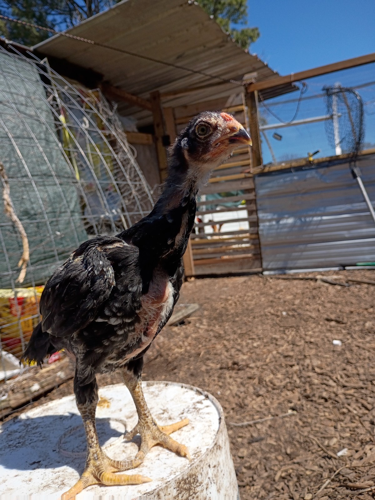 6 Rare Heritage Chicken Hatching Eggs –D0N- Gan0i-Cold Season Sale