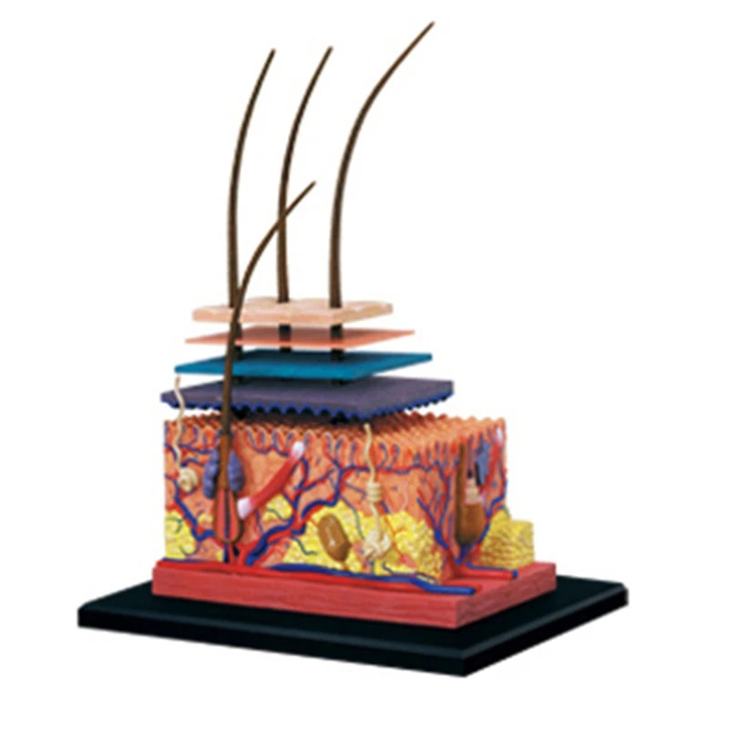 4D Human Skin Model Hair Organs Assembling Puzzle Model Teaching Model Manikin S