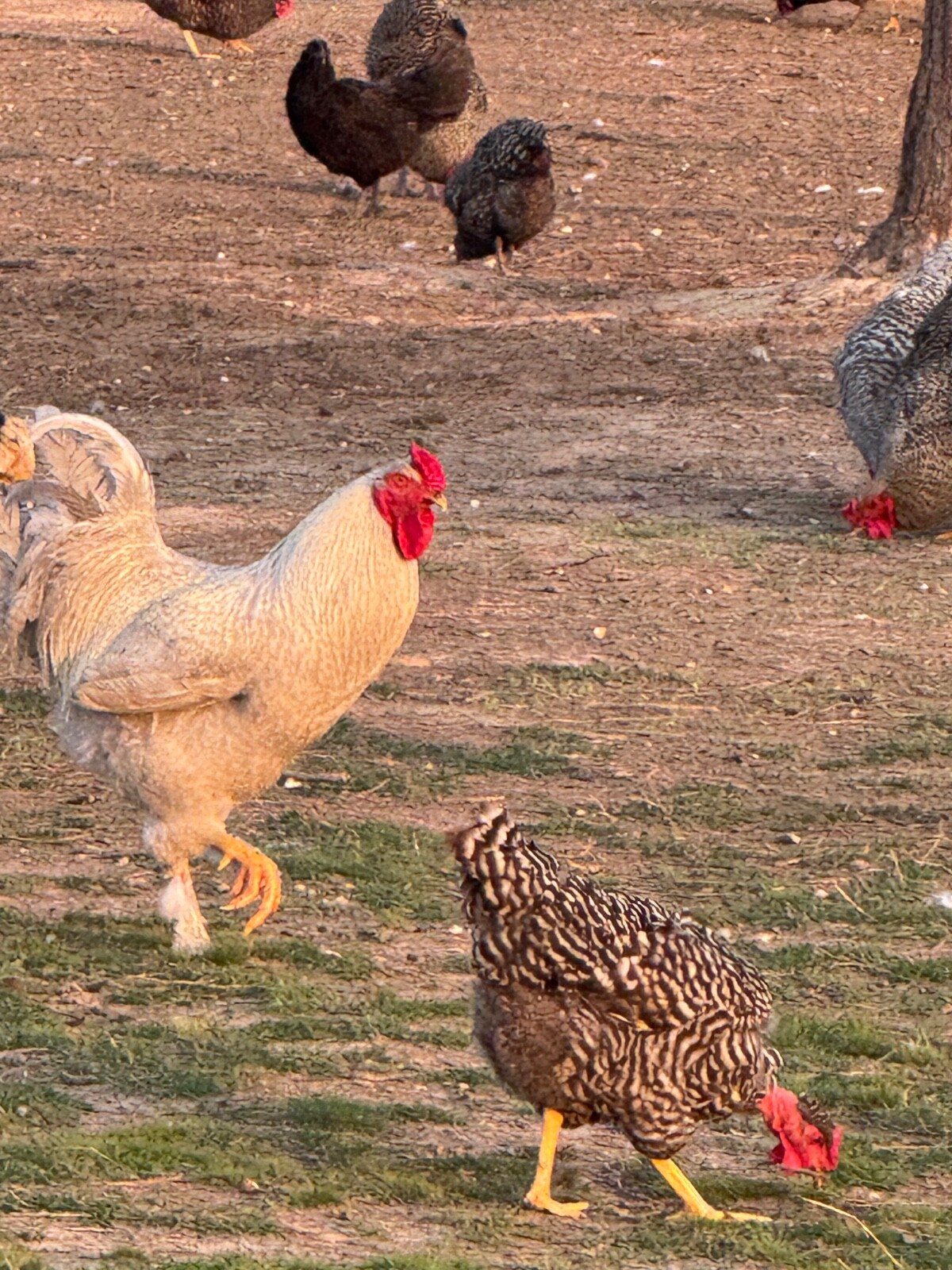 24 Rare Breed Mix Chicken Eggs