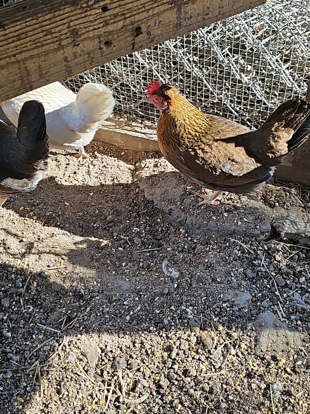 12 Old English Bantams
