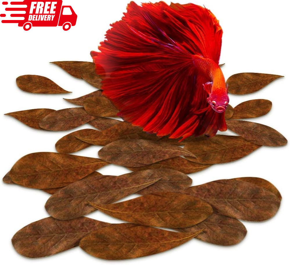 50 Pcs Mini Catappa Indian Almond Leaves for Betta Fish Aquarium, Shrimp, Frogs,