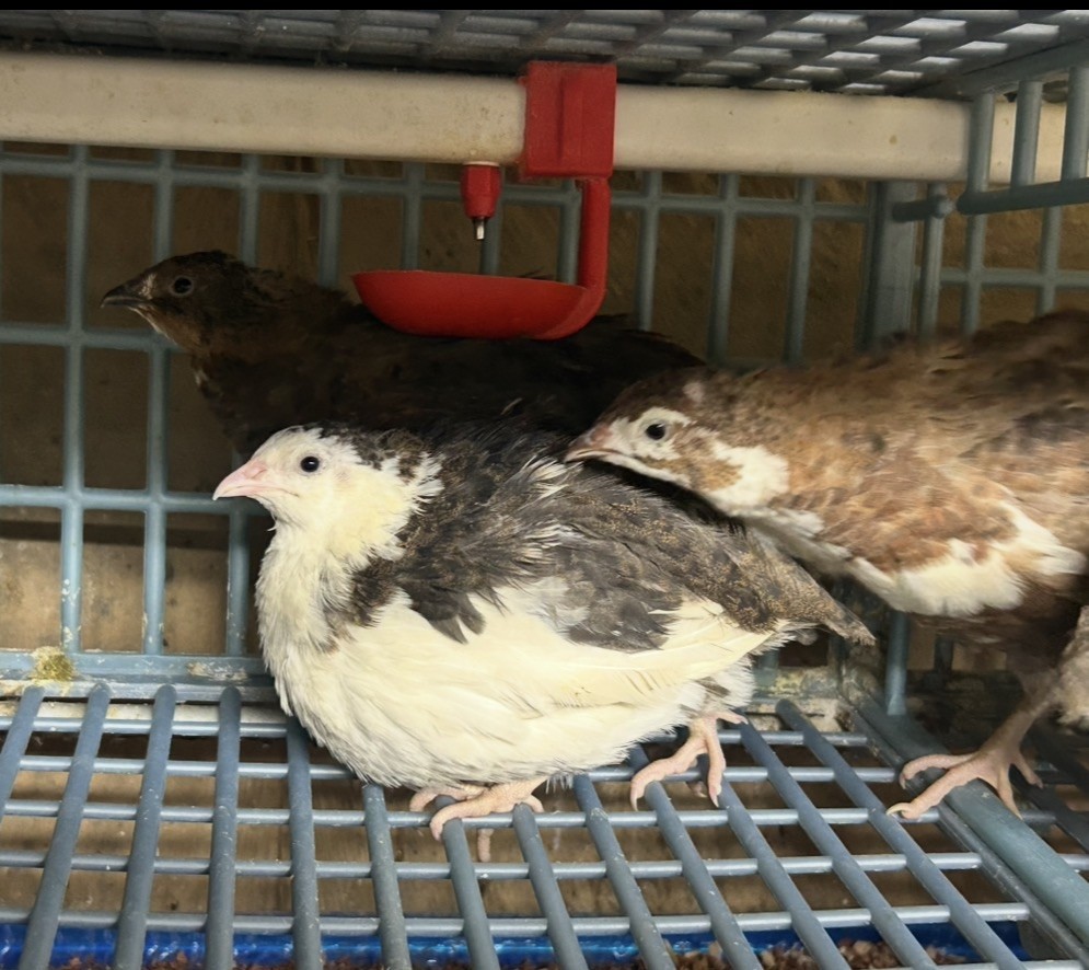 Painted Egg Farm Celadon Quail Hatching Eggs – Blue Egg Gene – Fresh an Fertile