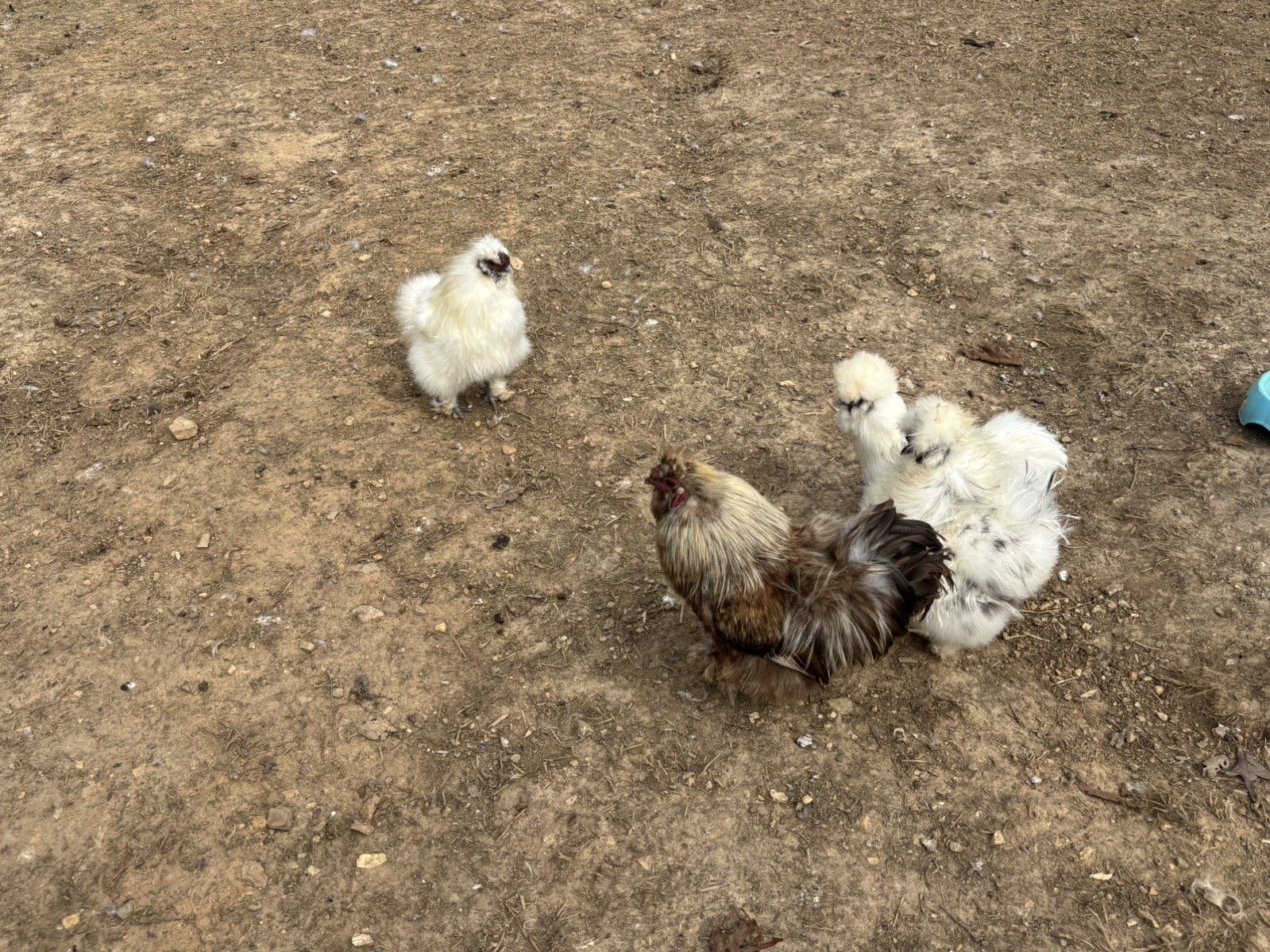 12 Bearded Silkie Hatching Eggs