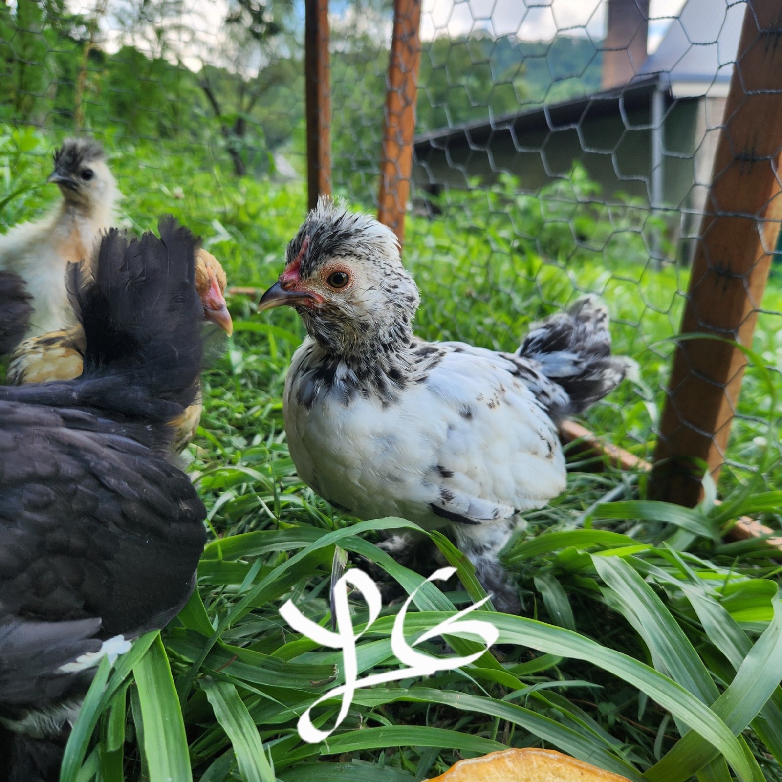 6+ Fertile Hatching Eggs - BARNYARD MIX - Silkie Svart Hona Mille Fleur Chicken