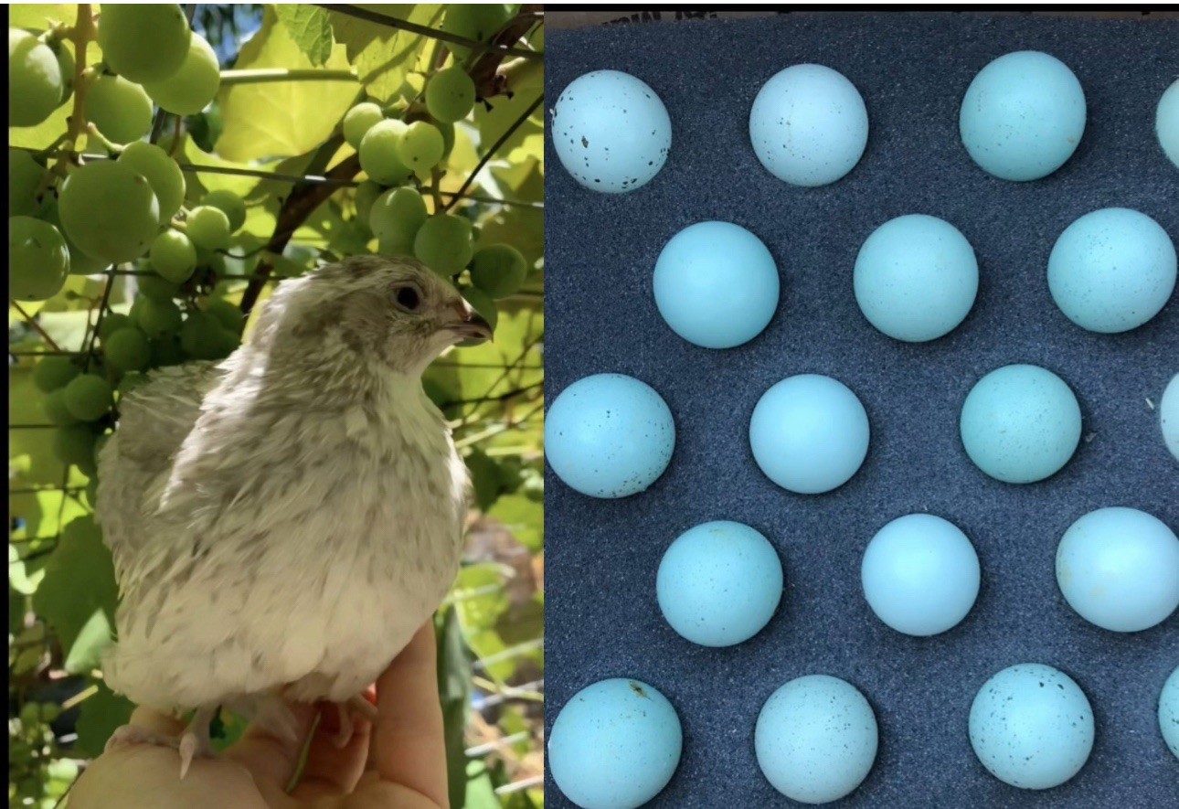12 Celadon Blue Coturnix Quail Hatching Eggs - 100% BLUE